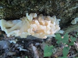 Ductifera pululahuana image