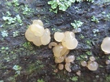 Myxarium nucleatum image