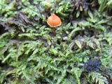 Galerina paludosa image