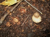 Geastrum morganii image