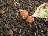 Geastrum morganii image