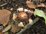 Geastrum morganii image