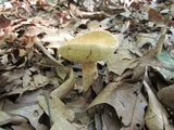 Gyroporus castaneus image
