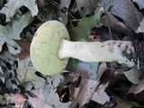 Gyroporus castaneus image
