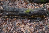 Inonotus andersonii image