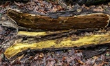 Inonotus andersonii image