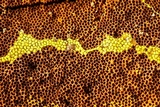 Inonotus andersonii image