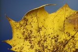 Inonotus andersonii image