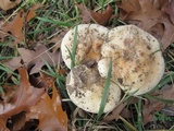 Hebeloma crustuliniforme image