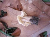 Helvella crispa image