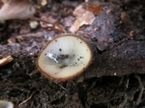 Humaria hemisphaerica image