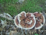 Hydnellum concrescens image