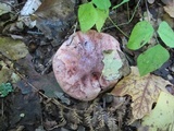 Hygrophorus russula image