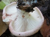Hygrophorus russula image