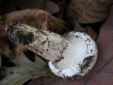 Hygrophorus sordidus image