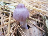 Inocybe pallidicremea image