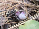 Inocybe pallidicremea image