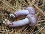 Inocybe pallidicremea image