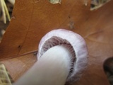 Inocybe pallidicremea image