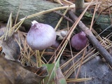 Inocybe pallidicremea image
