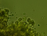 Radulomyces confluens image