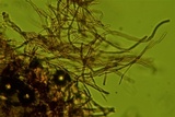 Perenniporia subacida image