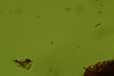 Perenniporia subacida image