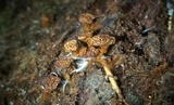 Coltriciella dependens image