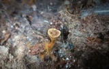 Coltriciella dependens image