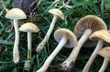 Agrocybe smithii image