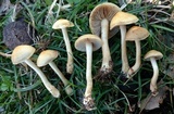 Agrocybe smithii image