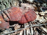 Ganoderma sessile image
