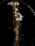Tilachlidium brachiatum image