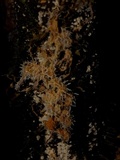Tilachlidium brachiatum image