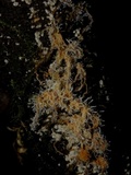 Tilachlidium brachiatum image