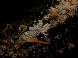Tilachlidium brachiatum image