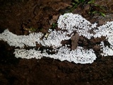 Ceratiomyxa fruticulosa var. fruticulosa image