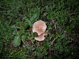 Rugosomyces carneus image