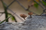 Heliocybe sulcata image