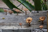 Heliocybe sulcata image