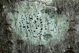 Image of Bactrospora patellarioides