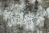Bactrospora patellarioides image