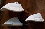 Laetiporus portentosus image