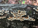Plicaturopsis crispa image