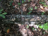 Plicaturopsis crispa image
