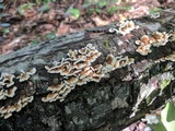 Plicaturopsis crispa image