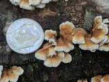 Plicaturopsis crispa image