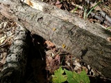 Calocera cornea image