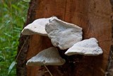 Laetiporus portentosus image