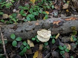 Trametes gibbosa image
